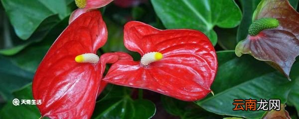 红掌什么季节换土 红掌是什么