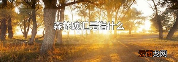 森林碳汇是指什么