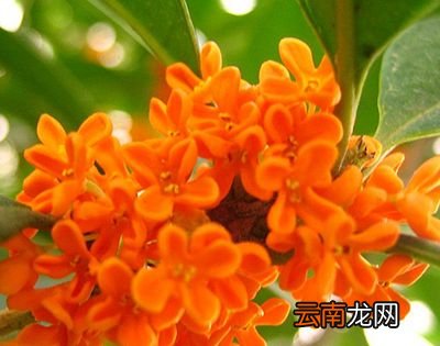 丹桂飘香是什么季节？