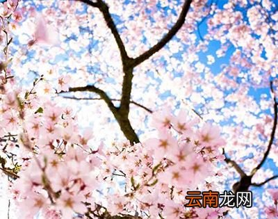 日本樱花什么时候开？