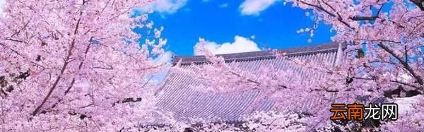 日本樱花什么时候开？