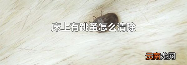 床上有跳蚤怎么清除