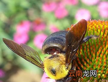 被胡蜂蛰伤会死吗?