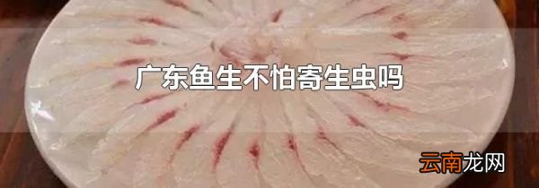 广东鱼生不怕寄生虫吗
