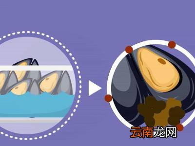 海虹怎么处理干净