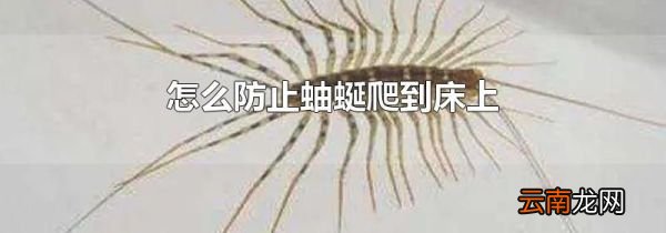 怎么防止蚰蜒爬到床上