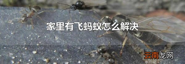 家里有飞蚂蚁怎么解决