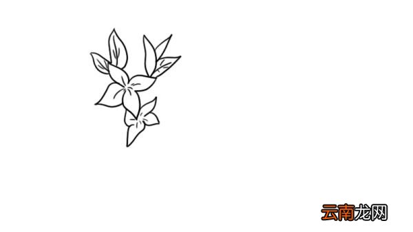 迎春画花简笔画画法迎春画花简笔画步骤