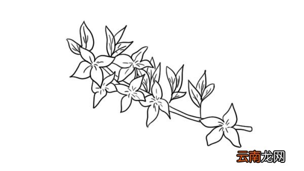 迎春画花简笔画画法迎春画花简笔画步骤
