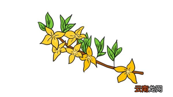 迎春画花简笔画画法迎春画花简笔画步骤