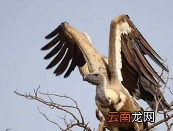 世界上飞得最高的鸟类是什么？