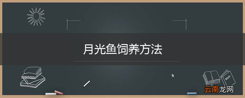 月光鱼饲养方法