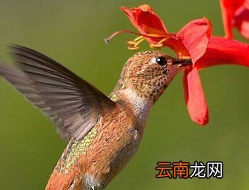 世界上最小的鸟是什么鸟？