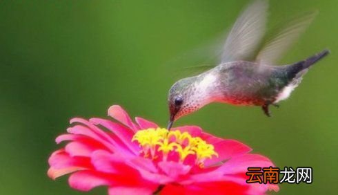 世界上最小的鸟是什么鸟？