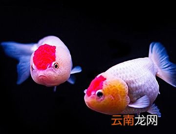 鱼在水里能后退吗？