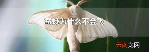 蚕蛾为什么不会飞