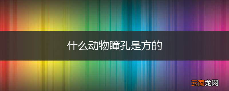 什么动物瞳孔是方的