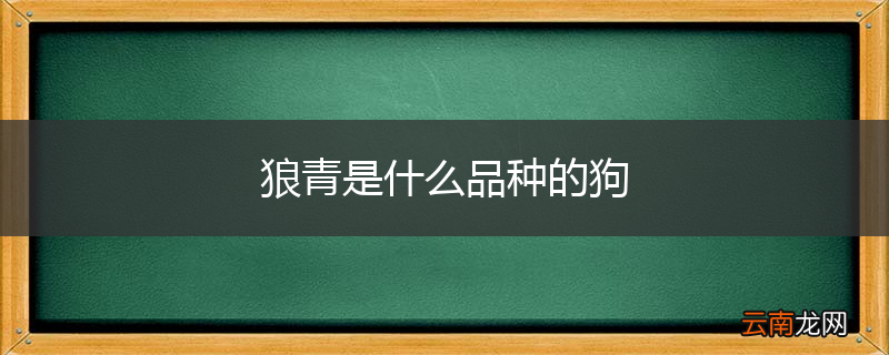 狼青是什么品种的狗