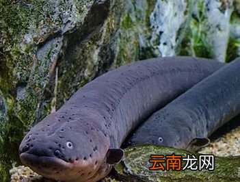 世界上放电能力最强的鱼是什么？