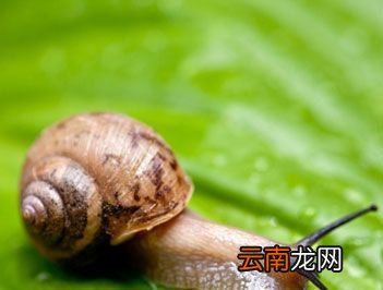 世界上牙齿最多的动物是什么？