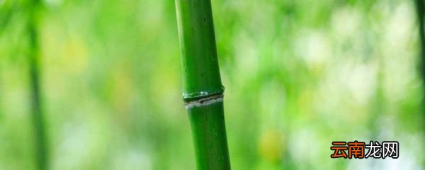 截竿入城的寓意和道理 《截竿入城》的原文以及译文