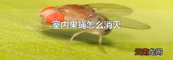室内果蝇怎么消灭