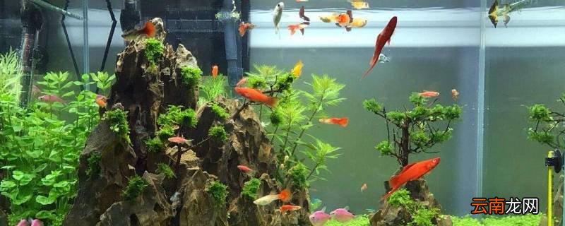 鱼缸出水口在水面下还是水面上