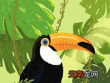 世界上嘴巴最大的鸟是什么?