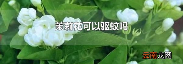 茉莉花可以驱蚊吗
