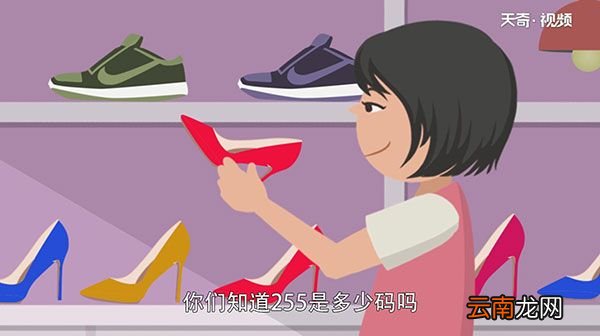 255是多少码