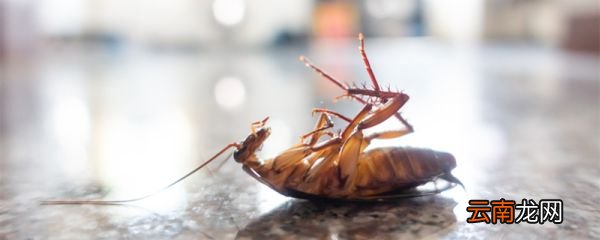 快速消灭蟑螂的方法 快速消灭蟑螂的方法有哪些