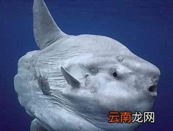 世界上产卵最多的鱼是什么？