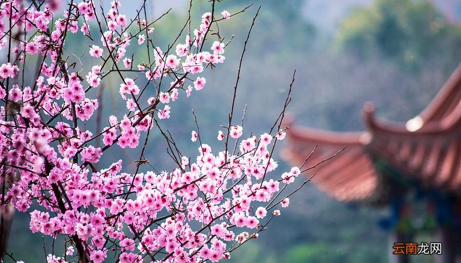 桃花什么时候开？