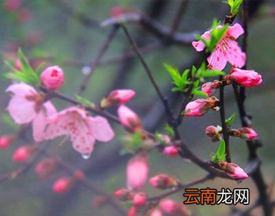 桃花什么时候开？