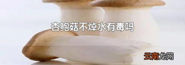 杏鲍菇不焯水有毒吗