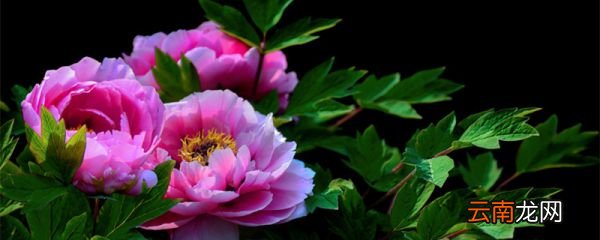 中国结婚证上的花卉是什么花 中国结婚证上的花卉叫什么花