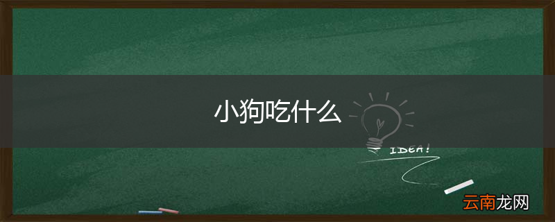 小狗吃什么