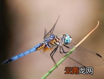 世界上眼睛最多的昆虫是什么？