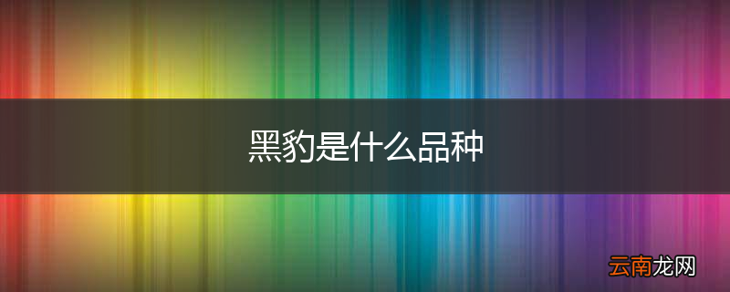黑豹是什么品种