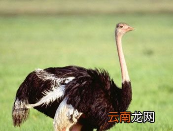 世界上产蛋最大的鸟是什么？