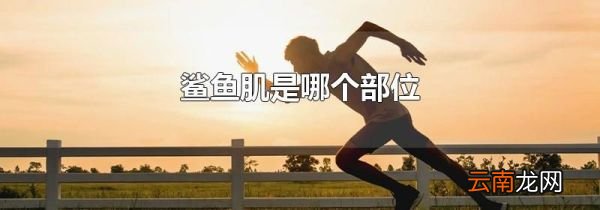 鲨鱼肌是哪个部位