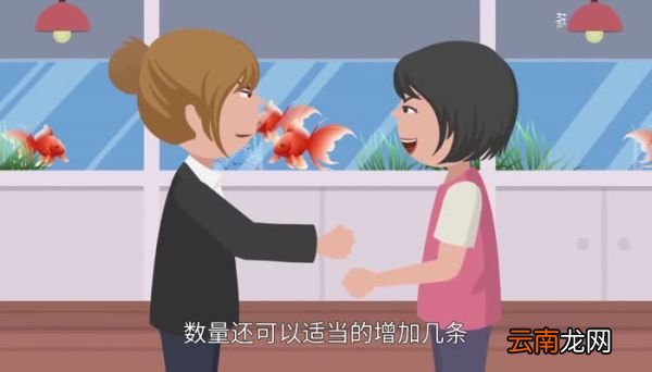 小鱼缸适合养什么鱼 小型鱼缸适合养的鱼