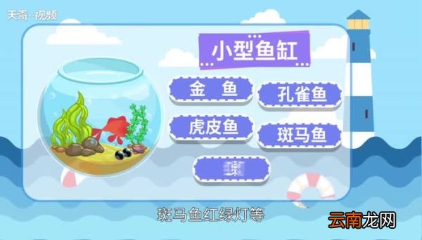 小鱼缸适合养什么鱼 小型鱼缸适合养的鱼