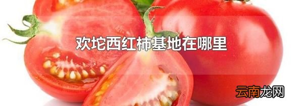 欢坨西红柿基地在哪里