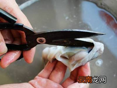 八爪鱼怎么清理