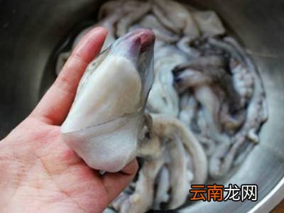 八爪鱼怎么清理
