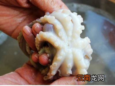 八爪鱼怎么清理