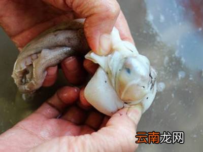 八爪鱼怎么清理