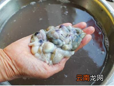 八爪鱼怎么清理