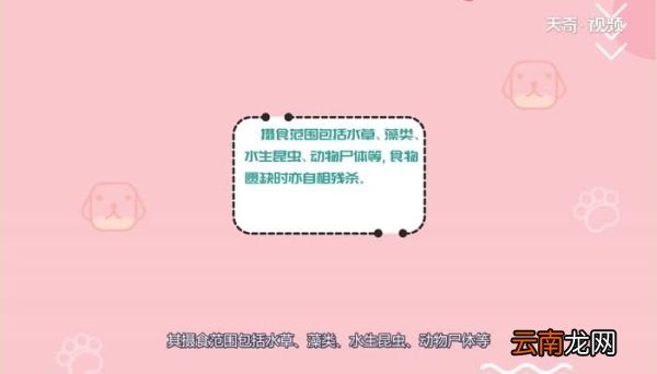 小龙虾属于外来物种吗 小龙虾是不是外来物种